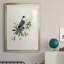 Spring Spring Gray Jay - peinture encadrée-612375621-612375674