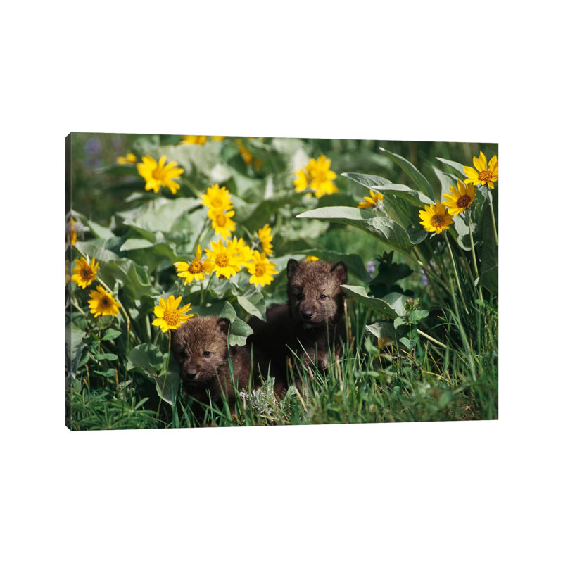 Timber Wolf Pups Among Flowers, Temperate North America by Gerry Ellis - Wrapped Canvas Painting, 30.48 cm H x 45.72 cm W