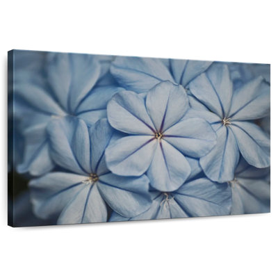 Harnek Blue Jasmine Flowers