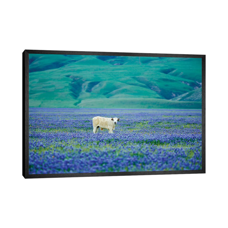 Cows In Lupine III by Dennis Frates - Print on Canvas, 45.72cm H x 66.04cm W x 3.81cm D, Black Framed