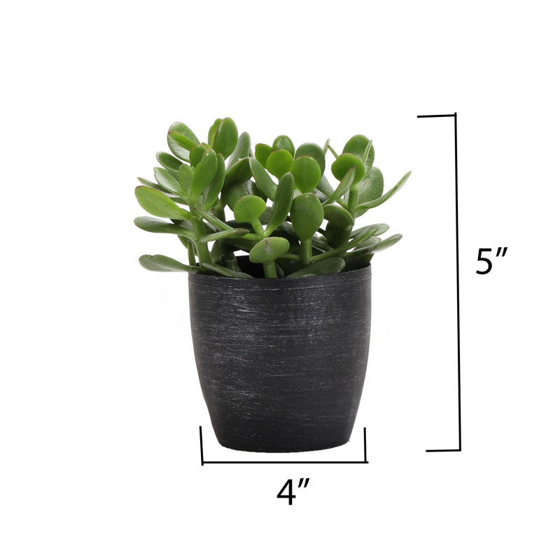 Live Jade Plant in Classic Pot, Brushed Silver