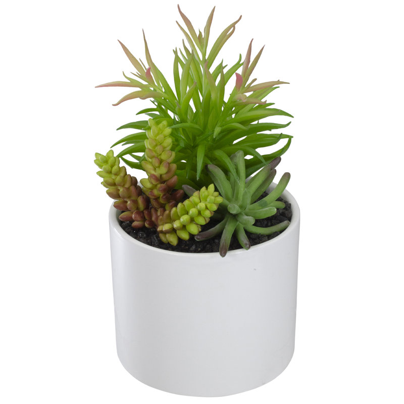 Arrangement de plantes grasses artificielles 9 po dans un pot en céramique blanche