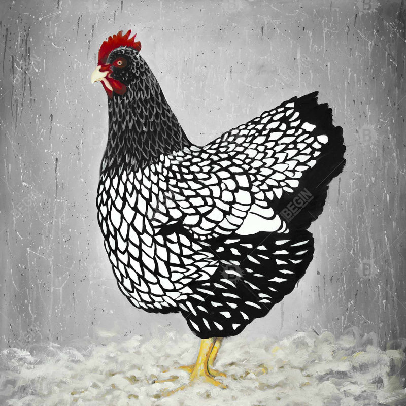 " Black And White Wyandotte Hen "