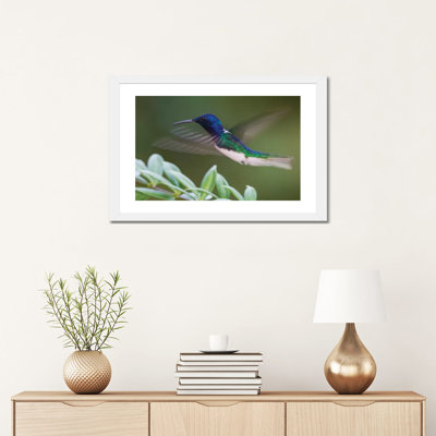 " White-Necked Jacobin " by Ken Archer