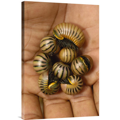 " Madagascar 'Pill Millipede Group From Zombitse Reserve' "