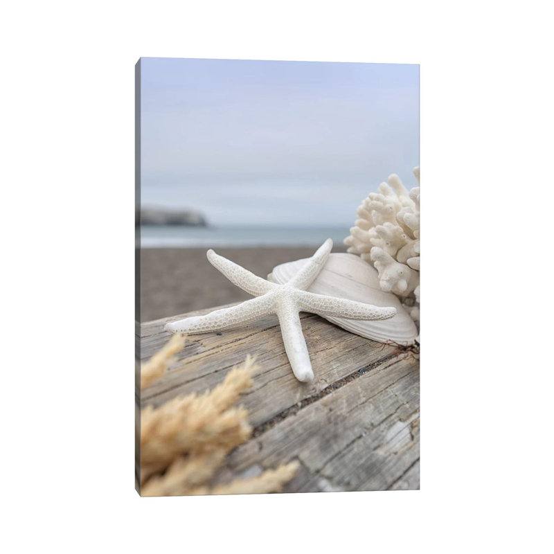 Crescent Beach Shells XIII by Alan Blaustein - Wrapped Canvas Print, 66.04 cm H x 45.72 cm W x 1.91 cm D