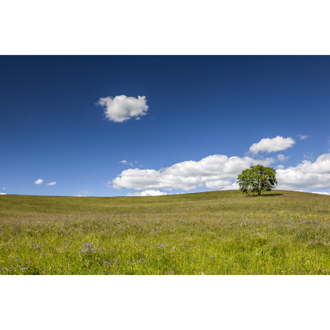 Sommerwiese Mit Einsamen Baum von 35007 - Ohne Rahmen auf Leinwand