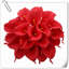Arrangement Lillies-623490078-623490075