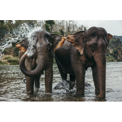Asian Elephants Bathing Wrapped Canvas Wall Art