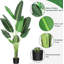 Fausse feuille de bananier en pot-701061196