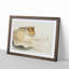 Tiger by Ohara Koson - Picture Frame Painting Print-55611764-55611763