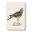 Hen Harrier by Von Wright - Wrapped Canvas-55310219