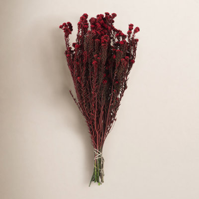 Vickerman 16" Cotton Phylica Plant
