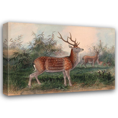 "Le cerf de Formose" par Joseph Wolf, toile tendue avec châssis