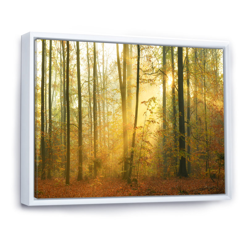 «Autumn Morning Forest», reproduction d'art sur toile traditionnelle, H 8 po x l 12 po x P 1 po, Cadre flottant blanc