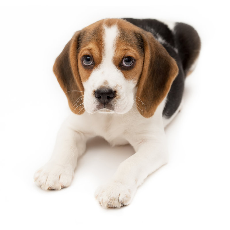 Beagle Puppy by Sankai - No Frame Art Prints on Canvas, 30cm H x 30cm W