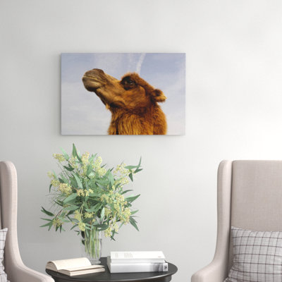 Camel Photographic - Wrapped Canvas