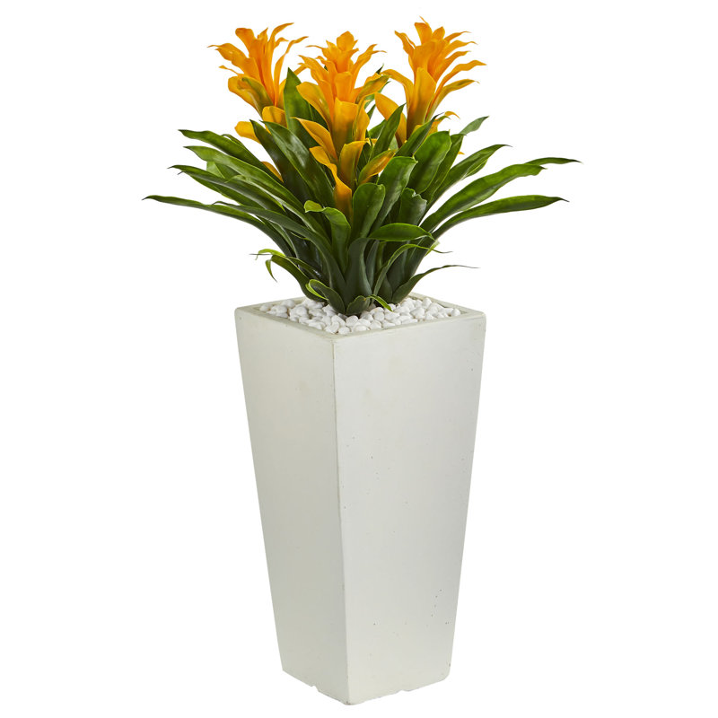 Arrangement floral triple bromeliad en pot, Rouge, Blanc