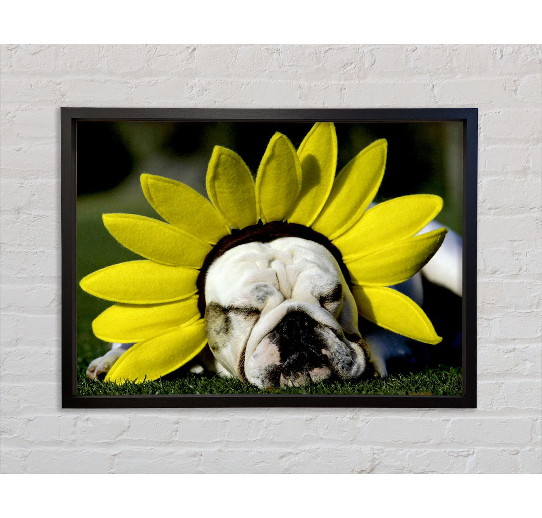 Hund Sonnenblumenhut - Bilderrahmen Kunstdrucke auf Leinwand