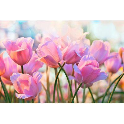 Tulips by TatianaMironenko - Wrapped Canvas Print