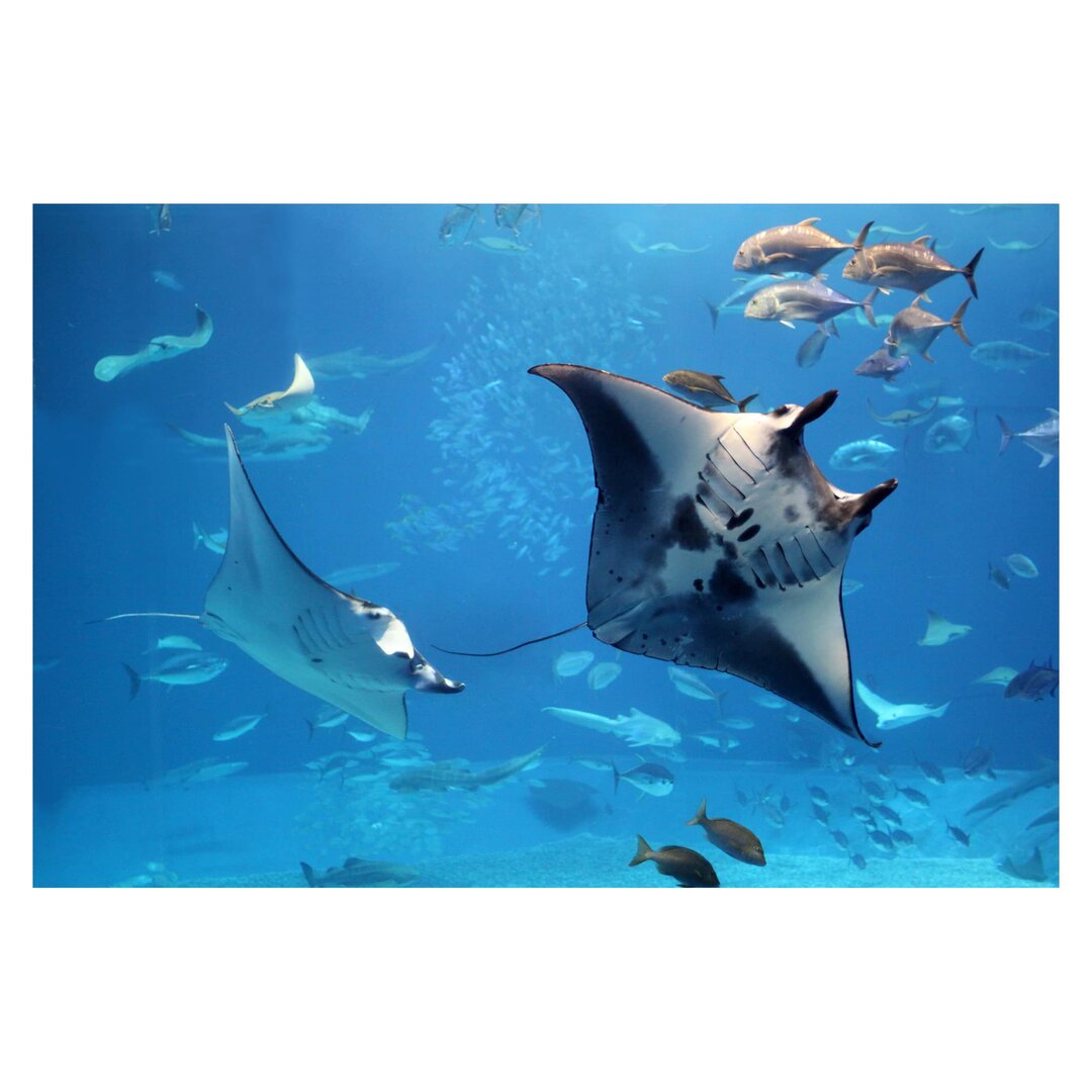 Strukturierte Tapete Manta Ray 2,9 m x 432 cm