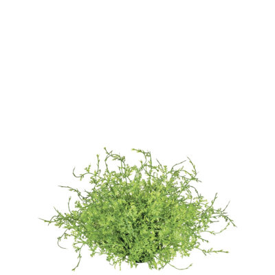 Remplisseur de vase Tora