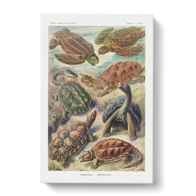 Turtles by Ernst Haeckel - Wrapped Canvas, 50cm H x 35cm W x 3cm D