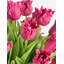 Artful Interiors Realtouch Arrangement de tulipes-1073768856