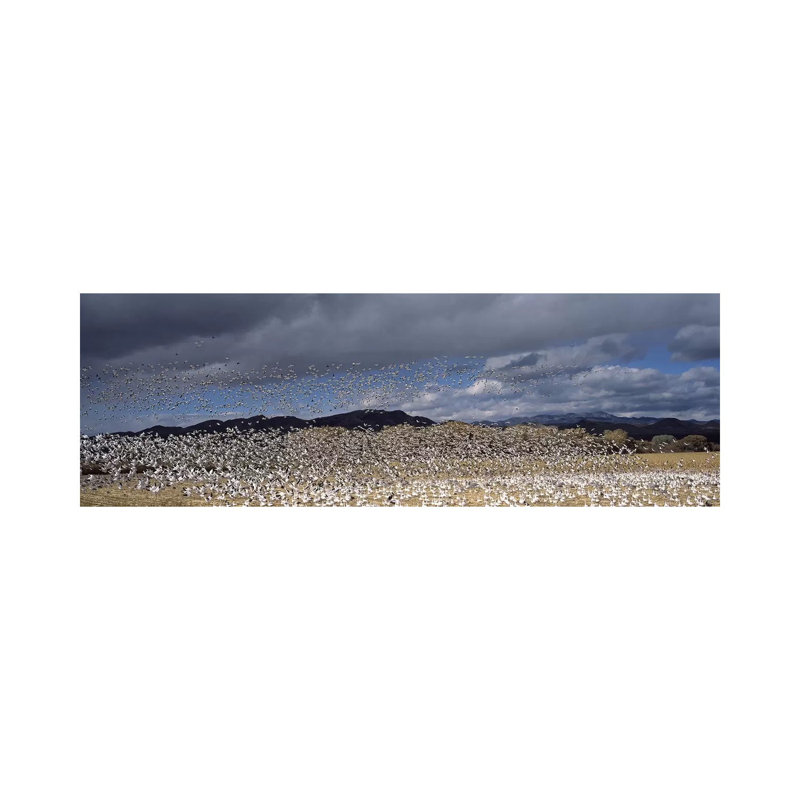 Flock Of Snow Geese Flying, Bosque Del Apache National Wildlife Reserve, Socorro County, New Mexico, USA #4 - Wrapped Canvas Panoramic Print