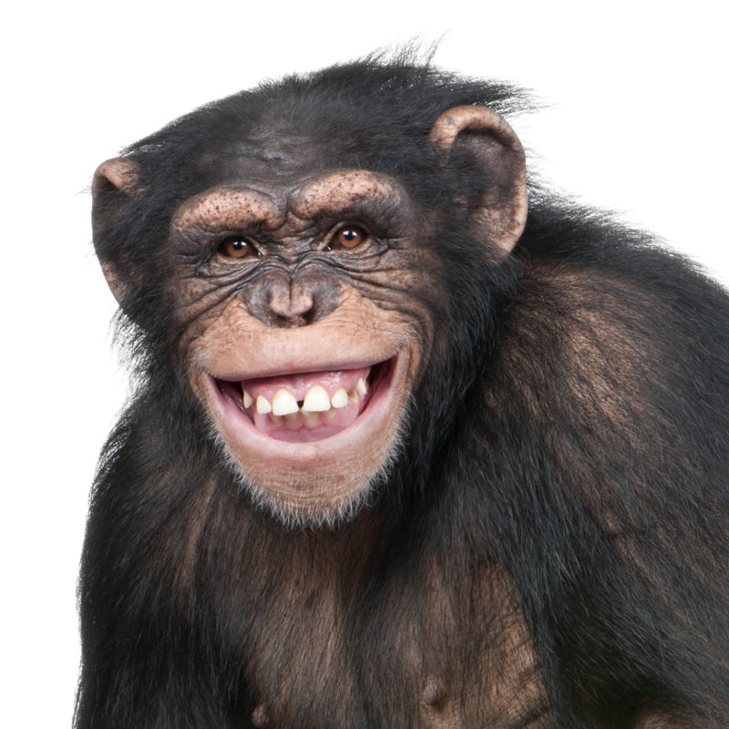 Young Chimpanzee - Simia Troglodytes (6 Years Old) by GlobalP - Wrapped Canvas Print, 51cm H x 51cm W 