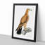 Tawny Eagle by John Edward Gray - Picture Frame Graphic Art Print-55729710-55729707