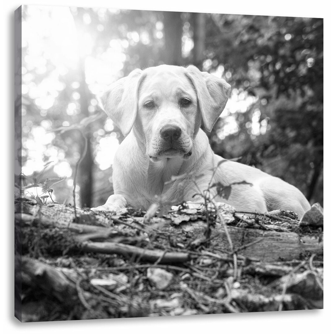 Leinwandbild Hund im Wald bei Sonneuntergang