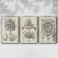 Fresco Crown Imperial II 3 pièces-97795117-97795111
