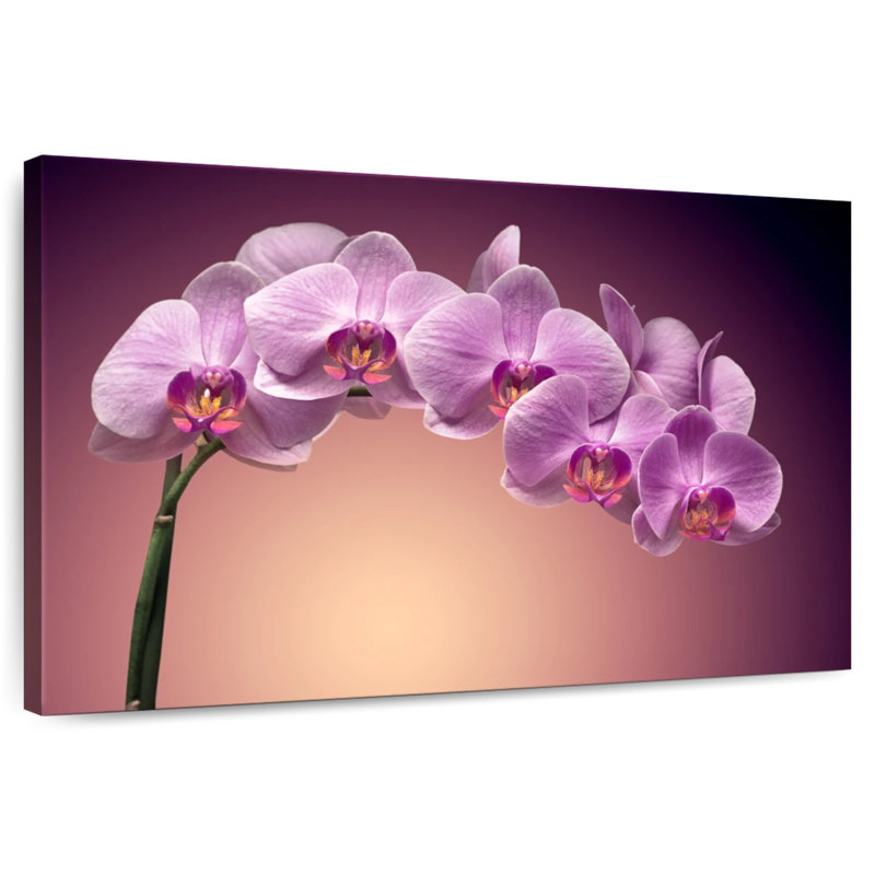 Orchidées Harnek Magenta, H 26 po x l 39 po
