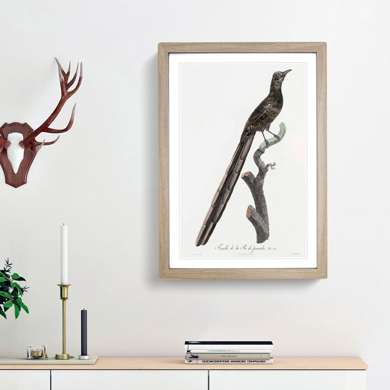 A Magpie Bird of Paradise by Jacques Barraband - Framed Print, 45cm H x 33cm W x 2cm D, Oak Framed