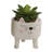 5.5 " H Faux Succulent Plant