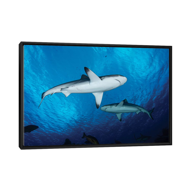 « requins de couleur grise, yap, micronésie », impression sur toile, H 18 po x l 26 po x P 1,5 po, Toile encadrée noire