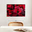 Poinsettia rosé-170678029