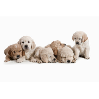 Dog - Golden Retriever Puppies by Hellem - Wrapped Canvas Print