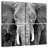 Brampt Elephant Wrinkles-109111001