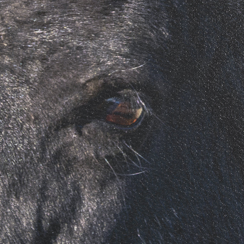 «Wild Horses» par Gary Blatter, reproduction d'art encadrée texturée à la main