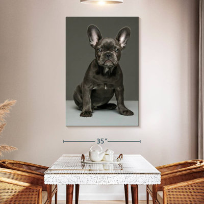 Chiot bouledogue français Brampt