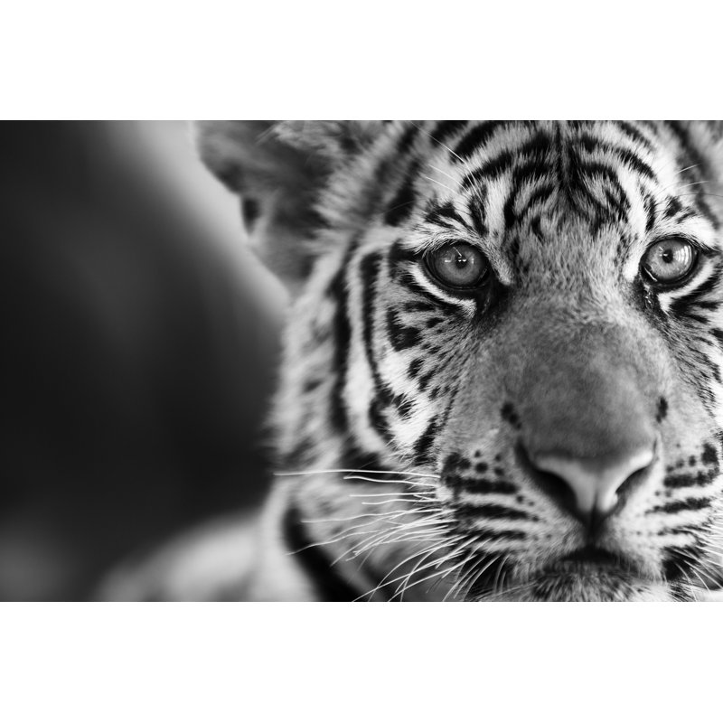 Tiger Portrait - Wrapped Canvas Print, 51cm H x 76cm W x 3.8cm D