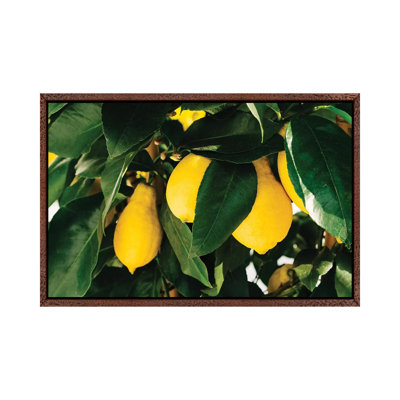 Amalfi Coast Lemons I by Bethany Young - Print on Canvas