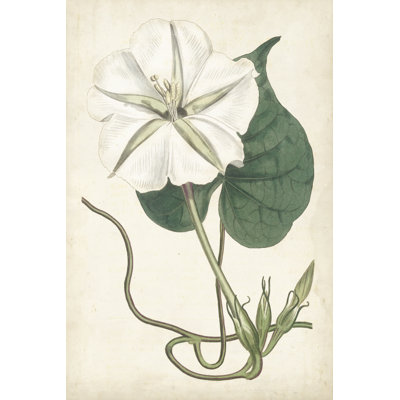 Ivory Garden III - Graphic Art