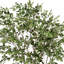Ficus 96 po en pot