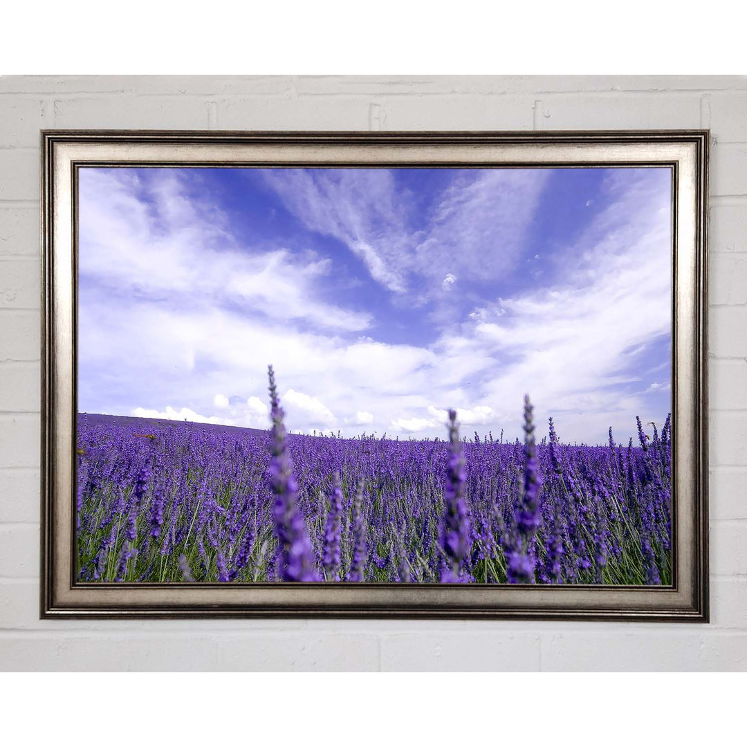 Gerahmter Fotodruck Lavender Field In The Sky