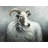 Cashmere goat - Best Selling Rustic Framed Matted Print