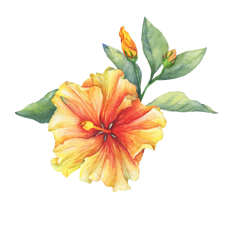Yellow-Red Hibiscus Flower 1 Piece Wrapped Canvas Wall Art, 51cm H x 51cm W x 3.8cm D