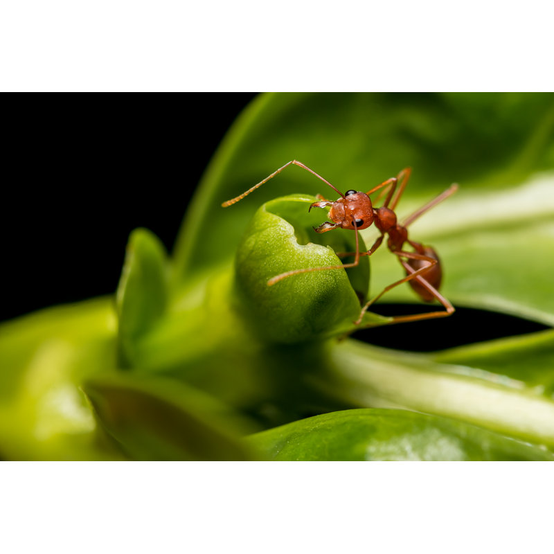 Red Ant On Green Leaf - Wrapped Canvas Print, 51cm H x 76cm W x 3.8cm D
